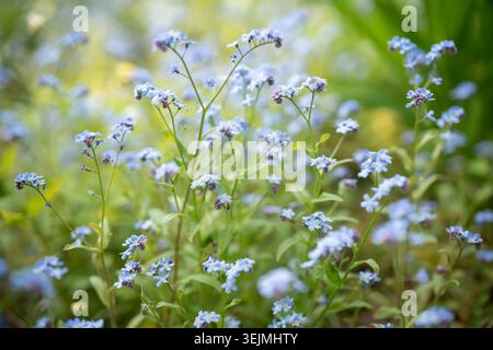 Petites fleurs sauvages décoratives bleu Forget-me-Not fleurissant en plein air dans le jardin de printemps par jour ensoleillé. Banque D'Images