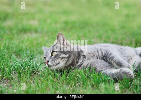 Chat tabby gris reposant sur l'herbe verte en été Banque D'Images