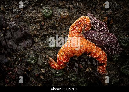 Étoiles de mer ocre orange et violet avec anémones vertes, zone intertidale rocheuse, plage de Ruby, parc national olympique Banque D'Images