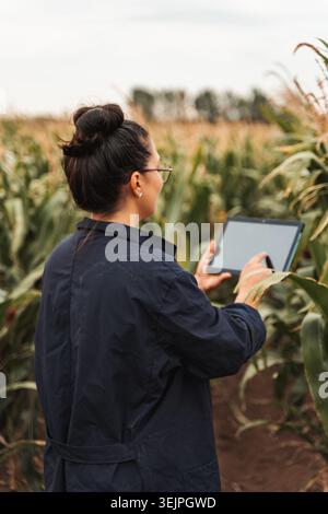 Jeune agricultrice utilisant la tablette numérique dans le champ de maïs Banque D'Images