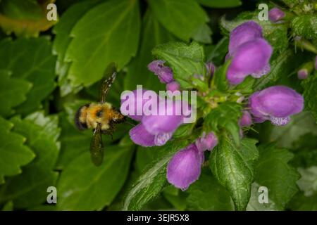 Vue de dessus macro d'un bourdon flou planant dans les airs à côté de fleurs d'ortie mauve vibrantes et d'un feuillage vert luxuriant Banque D'Images