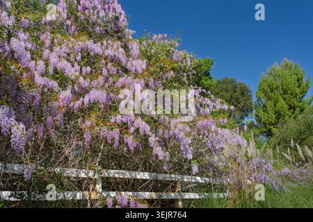 La wisteria américaine fleurit près de Temecula, Californie, États-Unis. Banque D'Images