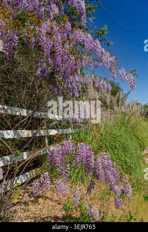 La wisteria américaine fleurit près de Temecula, Californie, États-Unis. Banque D'Images