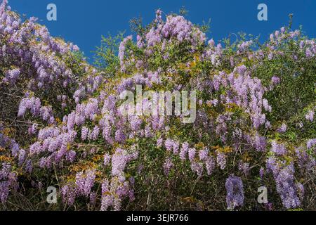 La wisteria américaine fleurit près de Temecula, Californie, États-Unis. Banque D'Images