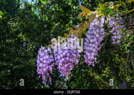 La wisteria américaine fleurit près de Temecula, Californie, États-Unis. Banque D'Images