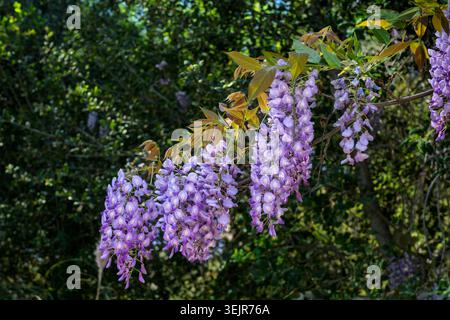 La wisteria américaine fleurit près de Temecula, Californie, États-Unis. Banque D'Images