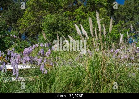 La wisteria américaine fleurit près de Temecula, Californie, États-Unis. Banque D'Images
