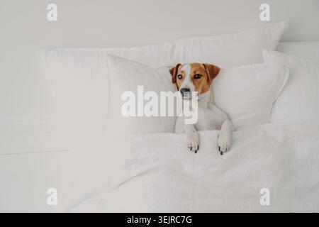Joli petit chien couché dans un lit blanc sous une couverture avec des oreillers moelleux dans une chambre confortable et lumineuse Banque D'Images