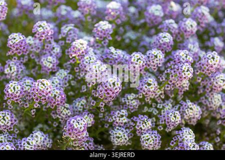 Blooming Sweet Alyssum Floral fond en Californie du Nord. Banque D'Images