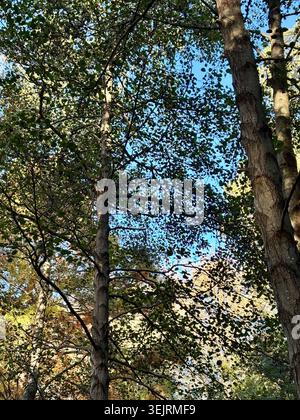 Couvert d'arbres feuillu lumineux ensoleillé de grands arbres avec écorce texturée Banque D'Images