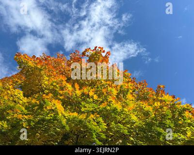 Érable d'automne aux feuilles lumineuses contre le ciel Banque D'Images