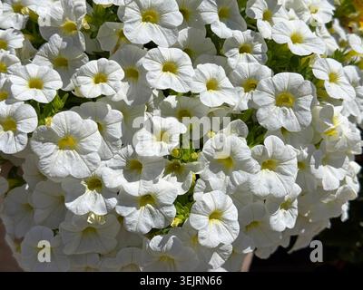 Fleurs blanches de Calibrachoa Banque D'Images