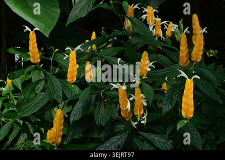 Plante de crevette dorée (Pachystachys lutea). Appelé plante Lollipop Banque D'Images
