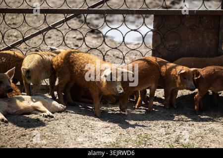 Un groupe de jeunes porcs Mangalica rougeâtres et blonds se tiennent debout et se reposent sur le sol sec dans une enceinte de ferme extérieure à côté d'une clôture décorative en métal Banque D'Images