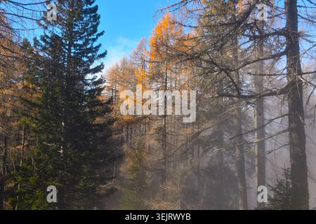 Forêt de conifères avec mélèzes et épicéas en automne Banque D'Images