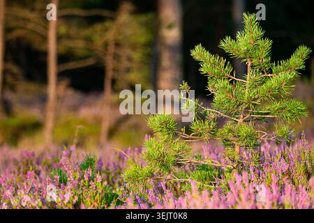 Jeune pin entouré de bruyère violette vibrante dans une forêt ensoleillée, mettant en valeur la beauté naturelle des bois. Banque D'Images