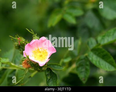 Rose de chien rosa canina, Buckinghamshire, Royaume-Uni Banque D'Images
