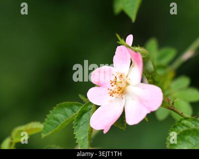 Rose de chien rosa canina, Buckinghamshire, Royaume-Uni Banque D'Images