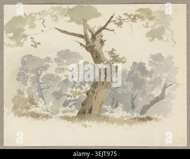 Scène de forêt, un arbre tordu au premier plan, c1846. Banque D'Images
