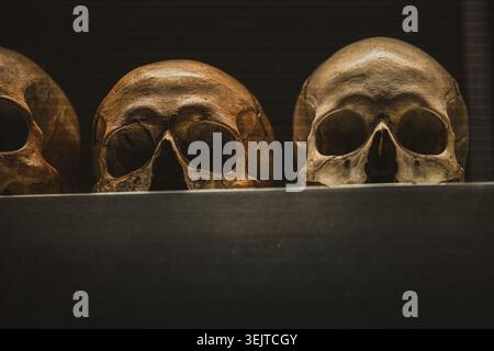 Deux crânes humains exposés dans une collection de musée Banque D'Images