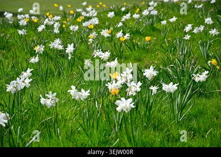 Pré de printemps avec jonquille blanche naturalisée / NarcissusThalia et tulipe jaune sylvestris UK avril Banque D'Images