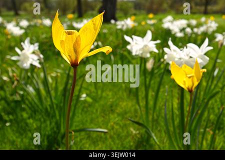Pré de printemps avec jonquille blanche naturalisée / NarcissusThalia et tulipe jaune sylvestris UK avril Banque D'Images