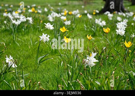 Pré de printemps avec jonquille blanche naturalisée / NarcissusThalia et tulipe jaune sylvestris UK avril Banque D'Images