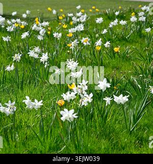 Pré de printemps avec jonquille blanche naturalisée / NarcissusThalia et tulipe jaune sylvestris UK avril Banque D'Images