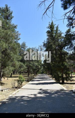 Plan vertical d'un large chemin piétonnier pavé entouré de grands pins avec des ombres sous un ciel bleu clair dans un parc public Banque D'Images