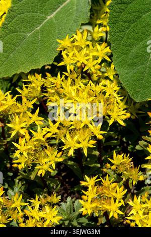 Fleurs jaunes de Kamchatka Stonecrop Sedum kamtschaticum Weihenstephaner Gold Banque D'Images