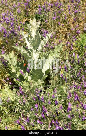 Feuilles argentées de chardon de coton Onopordum acanthium parmi les fleurs violettes de Vetch Vicia cracca touffeté sur une prairie en été Banque D'Images