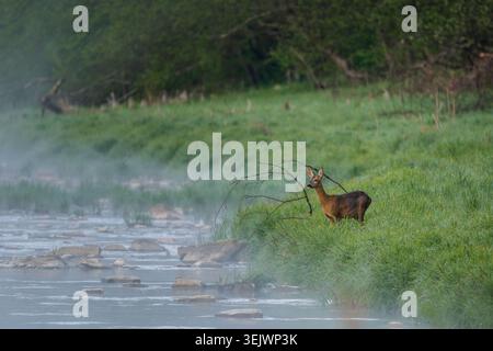 Cerf européen - Capreolus capreolus, portrait de cerf commun des forêts, des forêts et des prairies européennes, rivière San, Pologne. Banque D'Images