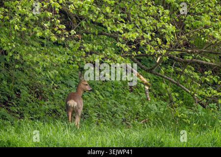 Cerf européen - Capreolus capreolus, portrait de cerf commun des forêts, des forêts et des prairies européennes, rivière San, Pologne. Banque D'Images