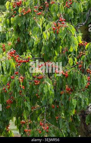 Cerises rouges mûres poussant sur un cerisier parmi les feuilles vertes en été. Banque D'Images