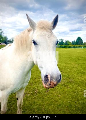 Un cheval dans un enclos en Angleterre rurale, au Royaume-Uni Banque D'Images