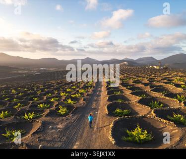Vue aérienne du vignoble volcanique traditionnel avec Lone Walker au coucher du soleil, la Geria, Lanzarote, Îles Canaries, Espagne Banque D'Images