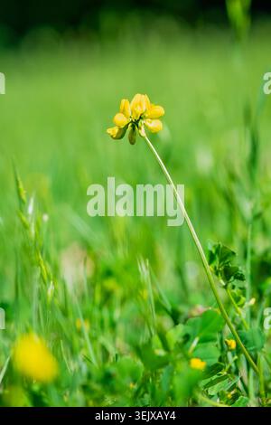 Gros plan d'une seule fleur sauvage jaune, Lotus corniculatus, également appelé trèfle de pied d'oiseau, dans l'herbe verte sous la lumière du soleil, montrant des pétales délicats et Banque D'Images