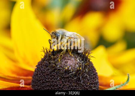 Abeille collectant le pollen et le nectar sur une fleur jaune Rudbeckia (Susan aux yeux noirs) dans une vue macro de jardin. Banque D'Images