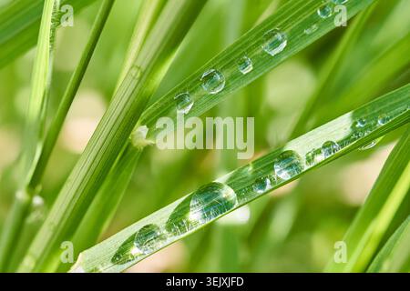 Brins d'herbe verte fraîche avec des gouttes de rosée cristallines reflétant la lumière du matin et la fraîcheur printanière naturelle. Banque D'Images