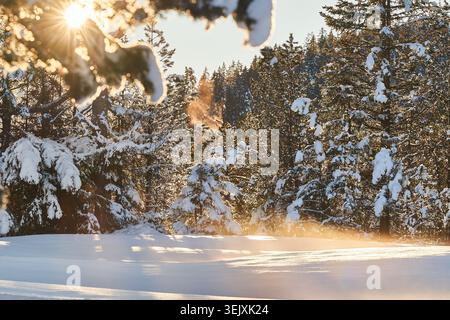 Le lever du soleil doré rétroéclaire une forêt de pins enneigée, projetant une lumière chaude et une douce neige dérivante sur le paysage. Banque D'Images