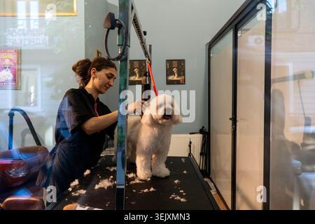 Tblisi, Tblisi, Géorgie. 30 mai 2026. Un toiletteur tond un chien sur une table de toilettage dans un salon près de Dezerter Bazaar de Tbilissi, Géorgie. (Crédit image : © Moe Zoyari/ZUMA Press Wire) USAGE ÉDITORIAL SEULEMENT ! Non destiné à UN USAGE commercial ! Banque D'Images