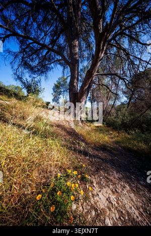 Une perspective verticale à angle bas montrant des fleurs sauvages jaunes vibrantes poussant le long d'un sentier de terre rustique à côté d'un grand pin dans les collines naturelles o Banque D'Images