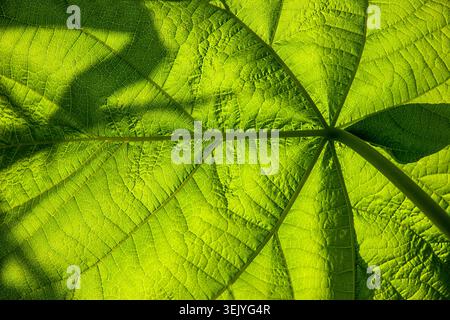 Les veines de feuilles éclairées par le soleil rayonnent comme le vitrail de la nature, révélant l'architecture complexe cachée sous une canopée verte vibrante. Banque D'Images
