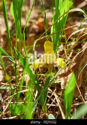 Gros plan vibrant d'une fleur d'iris jaune vif en pleine floraison, mettant en valeur ses pétales délicats et les feuilles environnantes ressemblant à des épées vertes. Banque D'Images