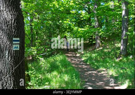 Sentier bleu national (OKT) et M panneaux touristiques sur un arbre, randonneurs flous sur un chemin forestier près d'Agasvar dans les montagnes de Matra, Hongrie. Banque D'Images