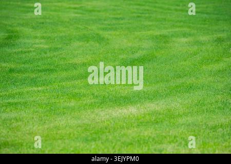 Pelouse d'herbe verte luxuriante parfaitement tondue dans le parc public de la ville, travaux d'aménagement paysager saisonniers dans les jardins. Banque D'Images