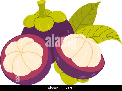 Ensemble vecteur de fruits de mangoustan violet avec des fruits violets entiers, deux moitiés ouvertes montrant des segments juteux blancs, des feuilles vertes. Style plat pour les emballages alimentaires exotiques, étiquettes de jus, marque de cosmétiques biologiques Illustration de Vecteur