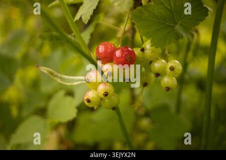 Groseilles rouges et non mûres poussant sur un buisson de groseilles, photographie de fruits en gros plan avec des feuilles vertes et un fond naturel. Banque D'Images