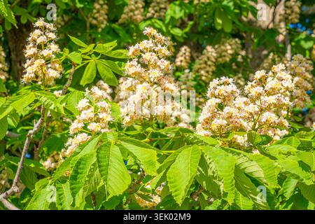 Belles fleurs d'un châtaignier de cheval Aesculus hippocastanum prises au printemps . Banque D'Images
