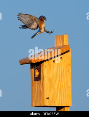 Un bleuet mâle atterrit au sommet d'un nichoir avec de la nourriture pour les nids. Raleigh, Caroline du Nord. Banque D'Images